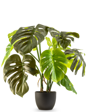 Die künstliche Monstera 50 cm hat große, glänzend grüne Blätter mit natürlichen Rissen und Löchern, präsentiert in einem Topf vor einem schlichten weißen Hintergrund.