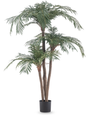 De Kunstpalm Cycas Classic 165 cm heeft meerdere bruine stammen en weelderige groene bladeren in een eenvoudige zwarte pot, tegen een witte achtergrond - een realistische palm die natuurlijke elegantie brengt in elke ruimte.