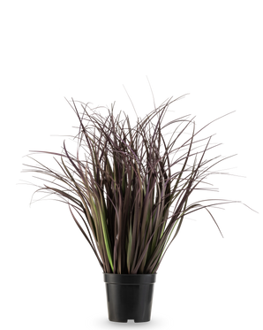 Die feuerhemmende Kunstrasenpflanze Wild Lawn 50 cm hat hohe, schmale, dunkelviolette Blätter in einem schwarzen Topf vor weißem Hintergrund – eine stilvolle Kunstpflanze, ideal für moderne Innenräume.