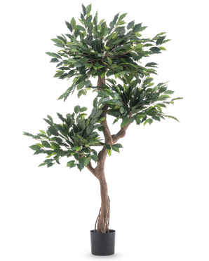 Die Kunstpflanze Ficus Crazy 150 cm ist ein hoher Kunstbaum mit drei Büscheln dichter grüner Blätter und einem gedrehten braunen Stamm in einem schlichten schwarzen Topf vor weißem Hintergrund.