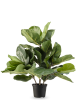 Die künstliche Tabakpflanze Fiddle Leaf UV 45 cm hat große, glänzend grüne Blätter und dicke Stiele in einem schwarzen Kunststofftopf vor einem schlichten weißen Hintergrund.