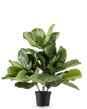 Die künstliche Tabakpflanze Fiddle Leaf UV 45 cm hat große, glänzend grüne Blätter und dicke Stiele in einem schwarzen Kunststofftopf vor einem schlichten weißen Hintergrund.