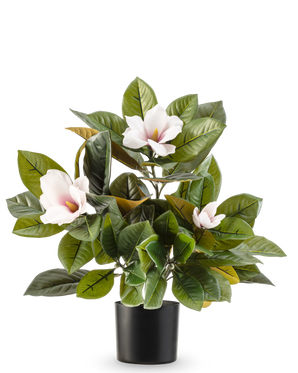 Die künstliche Magnolienpflanze im 46-cm-Topf ist eine pflegeleichte Pflanze mit großen, glänzend grünen Blättern und drei hellrosa Blüten mit gelbem Herz, in einem schlichten schwarzen Topf vor weißem Hintergrund.