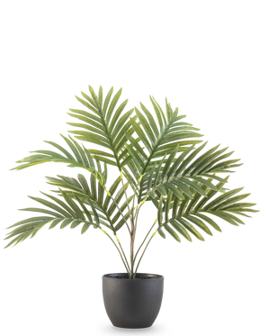 Die künstliche Palme Phönix 50 cm hat lange grüne, gebogene Blätter in einem runden schwarzen Ziertopf vor einem schlichten weißen Hintergrund.