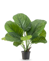 Die Kunstpflanze Calathea 46 cm ist eine Topfpflanze mit großen, breiten grünen Blättern, die auf einem schlichten weißen Hintergrund auffällige hell- und dunkelgrüne Streifen zeigen.