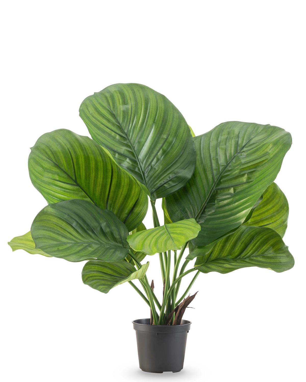 Die Kunstpflanze Calathea 46 cm ist eine Topfpflanze mit großen, breiten grünen Blättern, die auf einem schlichten weißen Hintergrund auffällige hell- und dunkelgrüne Streifen zeigen.