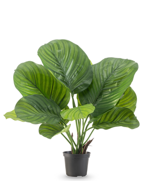 Die Kunstpflanze Calathea 46 cm ist eine Topfpflanze mit großen, breiten grünen Blättern, die auf einem schlichten weißen Hintergrund auffällige hell- und dunkelgrüne Streifen zeigen.