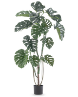 Die Kunstpflanze Monstera 150 cm ist eine hohe Kunstpflanze mit großen geteilten grünen Blättern in einem einfachen schwarzen Topf vor einem schlichten weißen Hintergrund.
