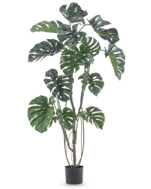 Die Kunstpflanze Monstera 150 cm ist eine hohe Kunstpflanze mit großen geteilten grünen Blättern in einem einfachen schwarzen Topf vor einem schlichten weißen Hintergrund.