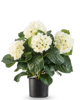 Die künstliche UV-Hortensie in Weiß (43 cm) hat üppige grüne Blätter und große weiße Hortensienblüten in einem schwarzen Topf vor einem schlichten weißen Hintergrund.