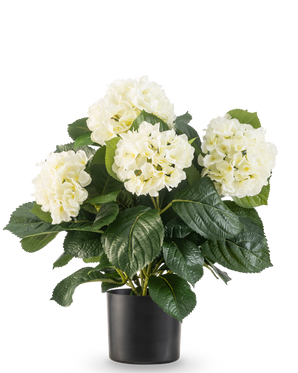 Die künstliche UV-Hortensie in Weiß (43 cm) hat üppige grüne Blätter und große weiße Hortensienblüten in einem schwarzen Topf vor einem schlichten weißen Hintergrund.
