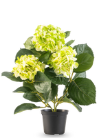 Die künstliche Hortensie Grün UV 35 cm hat drei Büschel hellgelbgrüner Blüten und große tiefgrüne Blätter, alle in einem Topf vor einem weißen Hintergrund.