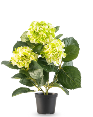 Die künstliche Hortensie Grün UV 35 cm hat drei Büschel hellgelbgrüner Blüten und große tiefgrüne Blätter, alle in einem Topf vor einem weißen Hintergrund.