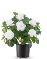 Die künstliche Pflanze Gardenia UV 39 cm weiß hat üppige grüne Blätter und große weiße Gardenienblüten in einem schlichten schwarzen Topf vor einem schlichten weißen Hintergrund.