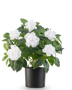 Die künstliche Pflanze Gardenia UV 39 cm weiß hat üppige grüne Blätter und große weiße Gardenienblüten in einem schlichten schwarzen Topf vor einem schlichten weißen Hintergrund.