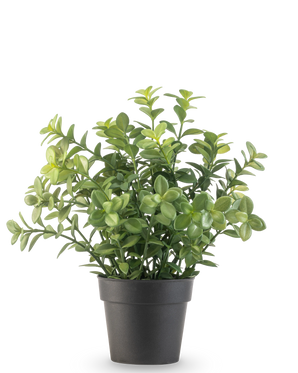 Die Kunstpflanze Eukalyptus 27 cm hat dichte grüne Blätter in einem schlichten dunkelgrauen Topf vor einem schlichten weißen Hintergrund.