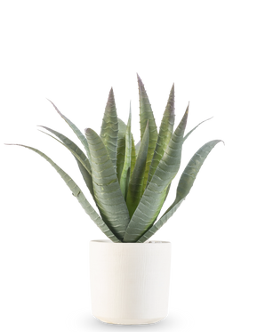 Die künstliche Agave 30 cm im dekorativen Topf hat eine grüne Sukkulente mit langen, spitzen Blättern, die nach oben wachsen, präsentiert in einem einfachen weißen, strukturierten Topf vor einem schlichten weißen Hintergrund.