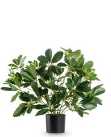 Die Kunstpflanze Baby Schefflera UV 45 cm hat breite, glänzende Blätter und wird in einem schlichten schwarzen Topf vor einem schlichten weißen Hintergrund geliefert.