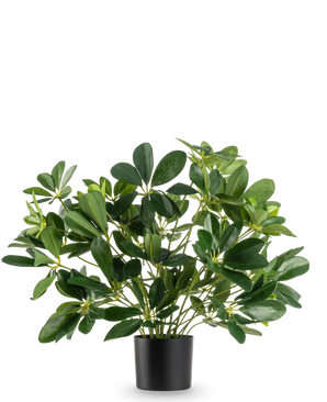 Die Kunstpflanze Baby Schefflera UV 45 cm hat breite, glänzende Blätter und wird in einem schlichten schwarzen Topf vor einem schlichten weißen Hintergrund geliefert.
