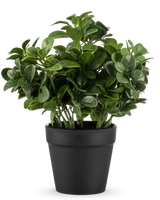 Die künstliche Peperomia-Pflanze 20 cm hat üppige, runde grüne Blätter und wird in einem schlichten schwarzen Topf vor einem schlichten weißen Hintergrund geliefert.