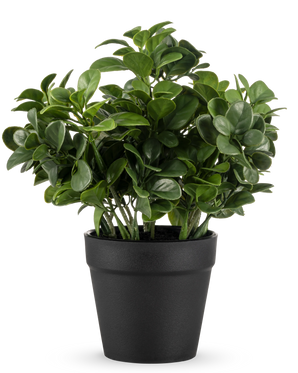 Die künstliche Peperomia-Pflanze 20 cm hat üppige, runde grüne Blätter und wird in einem schlichten schwarzen Topf vor einem schlichten weißen Hintergrund geliefert.