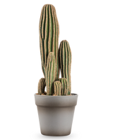 Der künstliche Kaktus 41 cm ist ein hoher, mehrstämmiger grüner Kunstkaktus mit vertikalen Rillen und braunen Rändern, der in einem einfachen grauen Blumentopf vor einem weißen Hintergrund präsentiert wird.