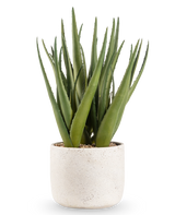 Die Kunstpflanze Aloe Vera 43 cm hat lange, spitze grüne Blätter in einem kleinen, runden Topf mit weißer Struktur und Kieselsteinen, vor einem schlichten weißen Hintergrund.