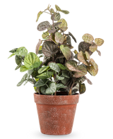 Die 35 cm große künstliche Peperomia-Pflanze hat runde, grün und violett gefärbte Blätter in einem verwitterten Terrakottatopf vor einem schlichten weißen Hintergrund.