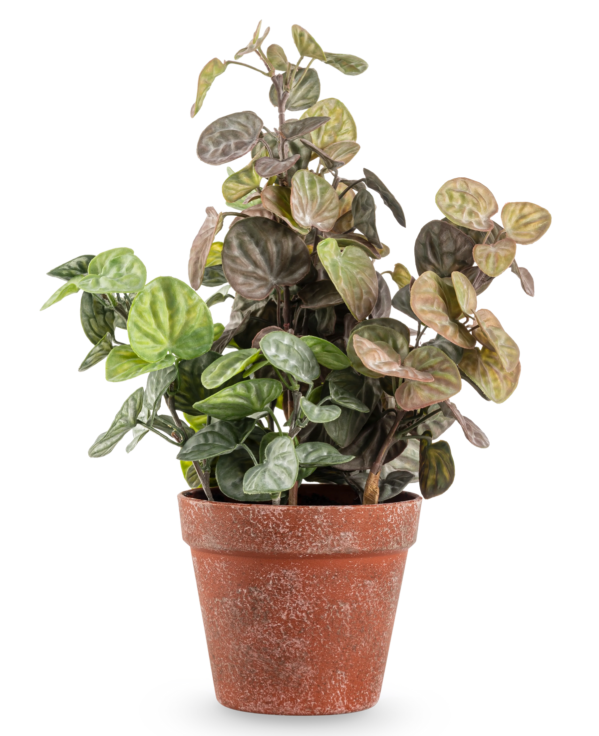 Die 35 cm große künstliche Peperomia-Pflanze hat runde, grün und violett gefärbte Blätter in einem verwitterten Terrakottatopf vor einem schlichten weißen Hintergrund.