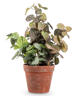 Die 35 cm große künstliche Peperomia-Pflanze hat runde, grün und violett gefärbte Blätter in einem verwitterten Terrakottatopf vor einem schlichten weißen Hintergrund.
