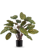 Die Kunstpflanze Calathea Makoyana UV 60 cm rot ist eine Kunstpflanze mit großen, ovalen grünen Blättern mit gelben Streifen auf einem schlichten weißen Hintergrund.