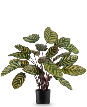 Die Kunstpflanze Calathea Makoyana UV 60 cm rot ist eine Kunstpflanze mit großen, ovalen grünen Blättern mit gelben Streifen auf einem schlichten weißen Hintergrund.