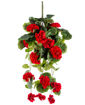 Die künstliche Hängepflanze Geranie 75 cm rot hat leuchtend rote künstliche Geranienblüten mit üppig grünen Blättern, die elegant nach unten fallen.