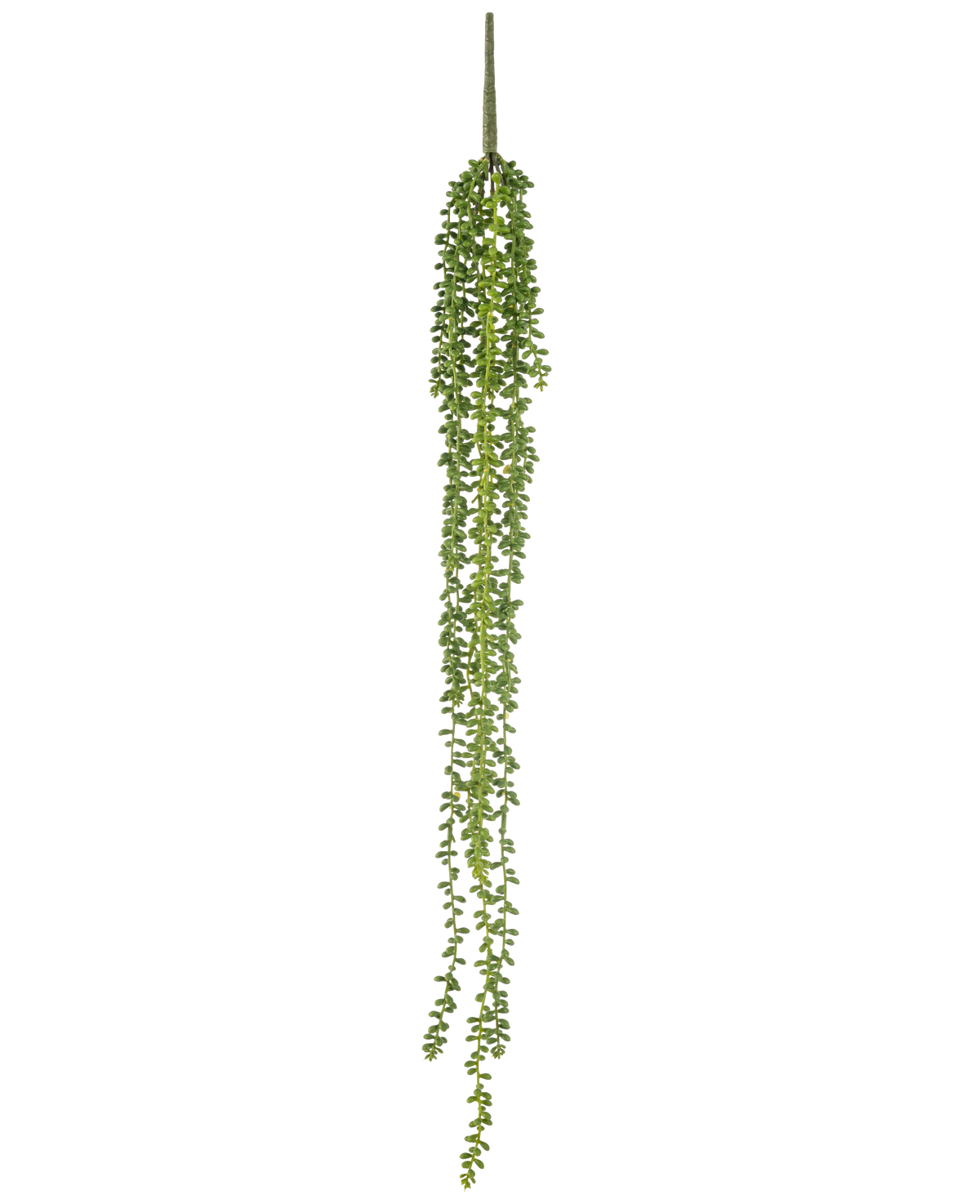 Die künstliche Hängepflanze Senecio 91 cm hat lange, gewundene Stränge mit kleinen runden grünen Blättern, die senkrecht vor einem schlichten weißen Hintergrund hängen.