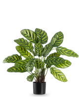 Die Kunstpflanze Calathea Makoyana 60 cm hat große, leuchtend grüne Blätter mit hellgrünen und gelben Streifen, in einem stilvollen Blumentopf vor einem schlichten weißen Hintergrund.