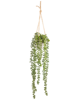 Die künstliche Senecio-Hängepflanze im Topf 55 cm hat lange grüne Hängestiele mit runden Blättern und hängt in einem weißen Topf an einem hellbraunen Seil, perfekt, um jedem Raum mehr Grün zu verleihen.