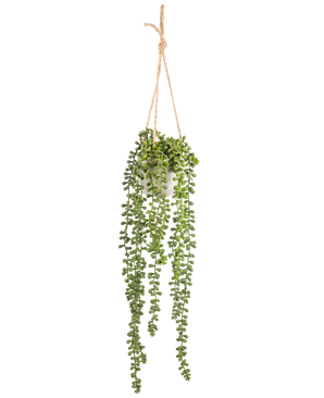 Die künstliche Senecio-Hängepflanze im Topf 55 cm hat lange grüne Hängestiele mit runden Blättern und hängt in einem weißen Topf an einem hellbraunen Seil, perfekt, um jedem Raum mehr Grün zu verleihen.