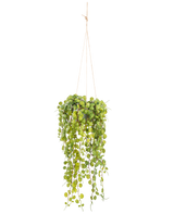 Die künstliche Hängepflanze Sukkulente 53 cm im Topf hat runde grüne Blätter, die aus einem Hängetopf hervorragen und von dünnen braunen Schnüren vor einem schlichten weißen Hintergrund gehalten werden.