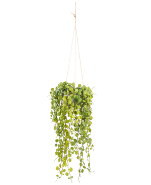 Die künstliche Hängepflanze Sukkulente 53 cm im Topf hat runde grüne Blätter, die aus einem Hängetopf hervorragen und von dünnen braunen Schnüren vor einem schlichten weißen Hintergrund gehalten werden.