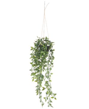 Die künstliche Hängepflanze Scindapsus im Topf 73 cm hat sattgrüne Blätter und lange, gewundene Ranken, die an einem dünnen Seil vor einem schlichten weißen Hintergrund aufgehängt sind.