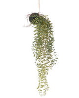 Die künstliche Hängepflanze Pumila Kugel 30 cm hat lange, gewundene grüne Ranken mit kleinen Blättern, die aus einer moosbedeckten Kugel hervorragen, die an einem Seil vor einem weißen Hintergrund aufgehängt ist.