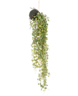 Die künstliche Hängepflanze Sukkulente auf Kugel 78 cm hat grüne runde Blätter, die aus einem kleinen, kugelförmigen, mit Moos bedeckten Pflanzgefäß hervorragen, perfekt als dekorativer Akzent vor einem schlichten weißen Hintergrund.