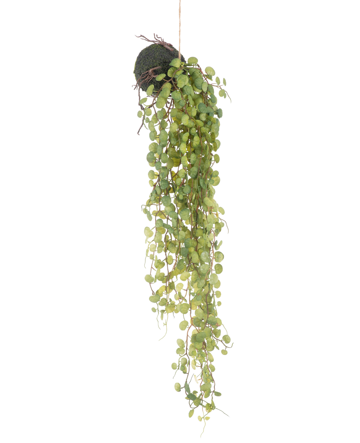 Die künstliche Hängepflanze Sukkulente auf Kugel 78 cm hat grüne runde Blätter, die aus einem kleinen, kugelförmigen, mit Moos bedeckten Pflanzgefäß hervorragen, perfekt als dekorativer Akzent vor einem schlichten weißen Hintergrund.