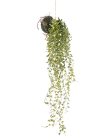 Die künstliche Hängepflanze Sukkulente Kugel 58 cm hat eine grüne Sukkulente mit kleinen runden Blättern, die an einer moosbedeckten Bodenkugel vor einem schlichten weißen Hintergrund hängt.
