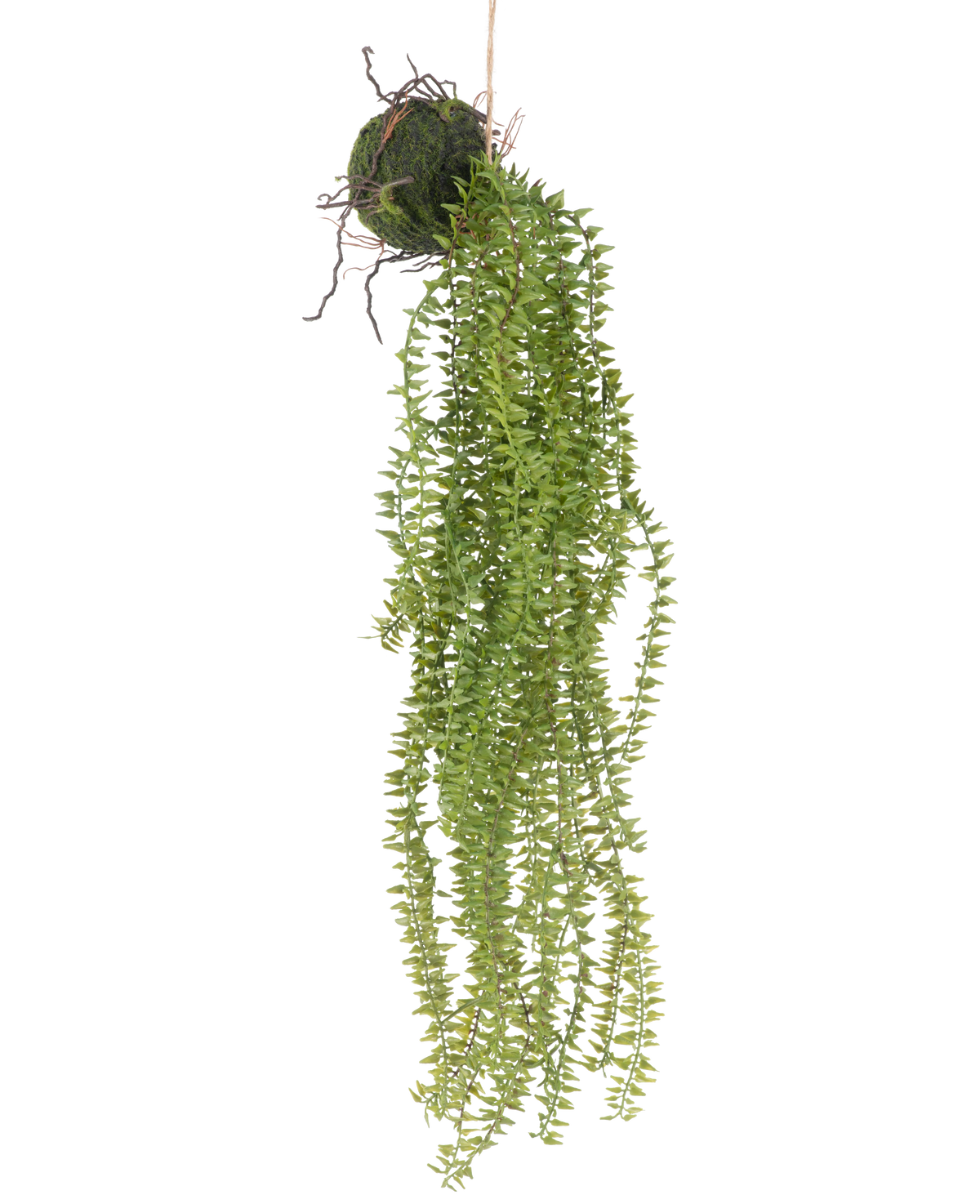 Die künstliche Hängepflanze Phlegmariurus Ball 55 cm verfügt über üppige, hängende grüne Blätter, die von einer moosbedeckten Kugel herabfallen und an einer Schnur aufgehängt sind, um vor jedem Hintergrund stilvoll zur Geltung zu kommen.