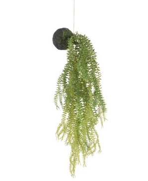 Die künstliche Hängepflanze Phlegmariurus Kugel 50 cm hat grüne Farnblätter auf einem moosbedeckten runden Sockel, der an einer Schnur vor einem weißen Hintergrund aufgehängt ist.