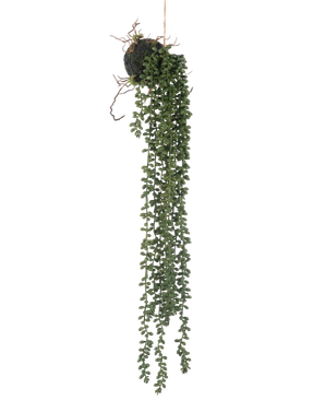 Die künstliche Hängepflanze Senecio Kugel 58 cm hat lange, gewundene grüne Ranken mit kleinen runden Blättern, die an einer Mooskugel vor weißem Hintergrund hängen.