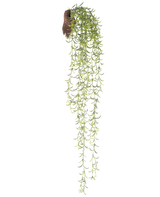 Die künstliche Hängepflanze Senecio 86 cm hat lange, grüne Sukkulentenstiele mit kleinen, schmalen Blättern, die aus einem braunen Wurzelballen hervorgehen, vor einem weißen Hintergrund.