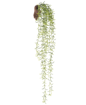Die künstliche Hängepflanze Senecio 86 cm hat lange, grüne Sukkulentenstiele mit kleinen, schmalen Blättern, die aus einem braunen Wurzelballen hervorgehen, vor einem weißen Hintergrund.