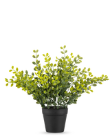 Die künstliche Teeblattpflanze 25 cm ist eine kleine grüne Blattpflanze mit gelben Blättern in einem einfachen schwarzen Topf auf einem schlichten weißen Hintergrund.